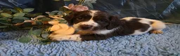 English Springer Spaniel dogs for sale: Outstanding Home Reared KC 5 ⭐️ Vetted Ready now  - Advert 26