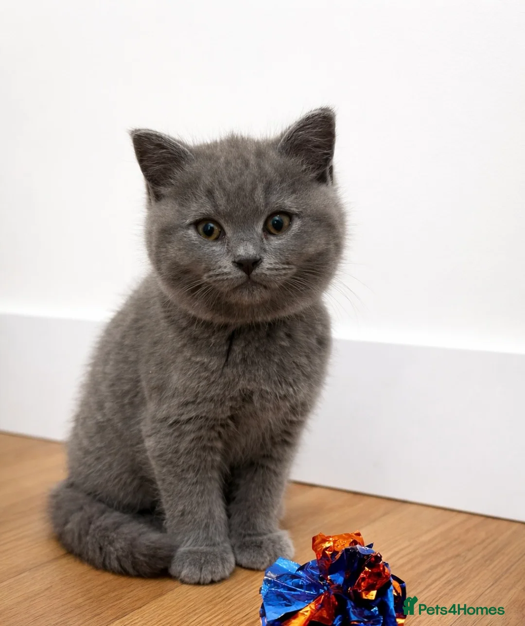British Shorthair cats for sale: Blue British shorthair kittens🐾 - Advert 2