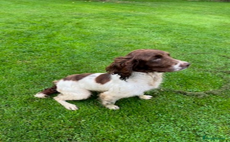 English Springer Spaniel dogs - Advert 1