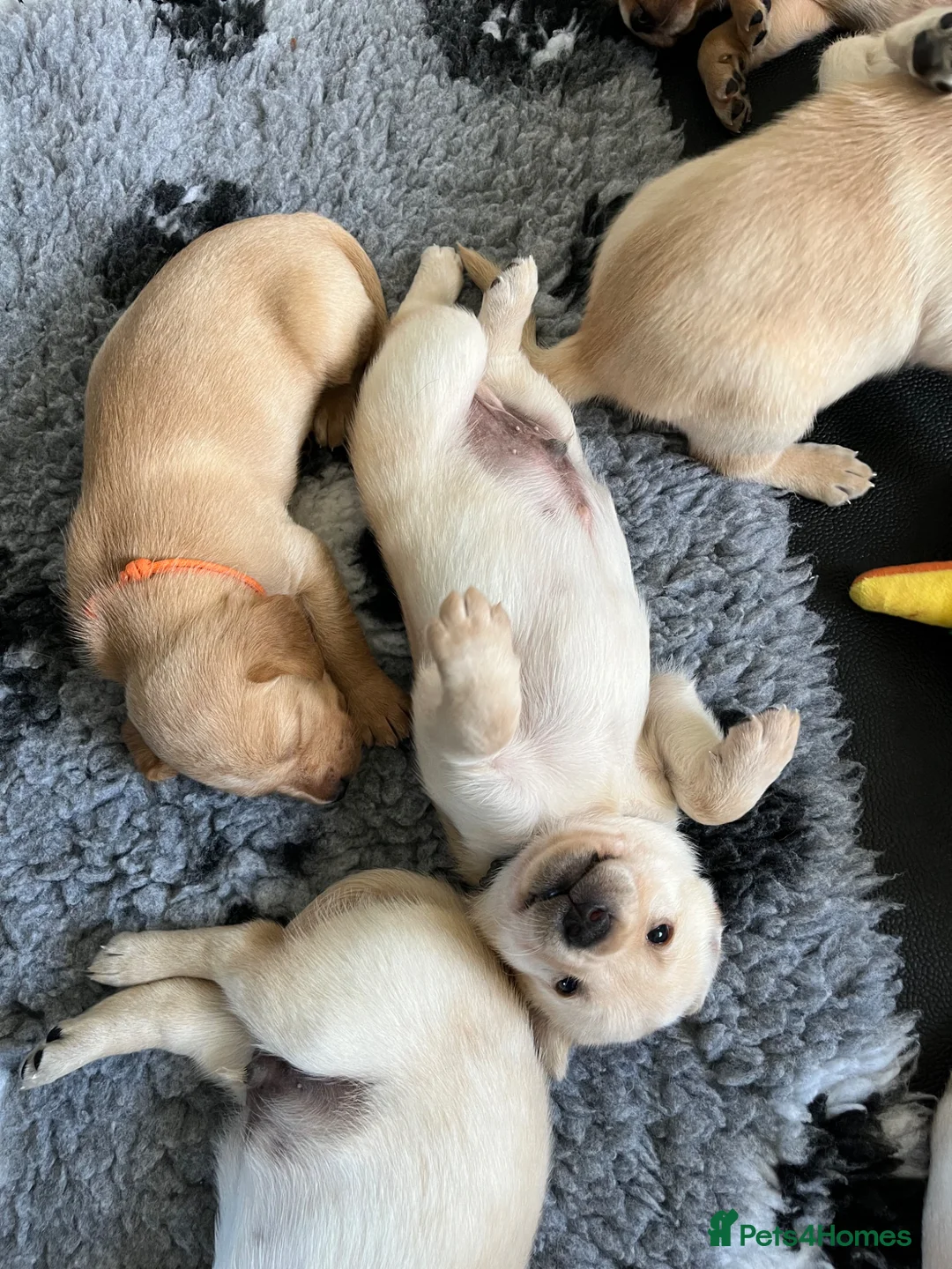 Labrador Retriever dogs for sale: KC registered working Labrador puppies  - Advert 14