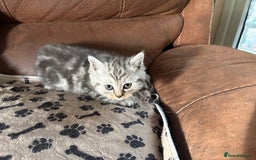 Persian cats for sale: Persian x kittens , 2 separate litters - Advert 16