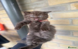 British Shorthair cats for sale: British rainbow shorthair kittens - Image 11