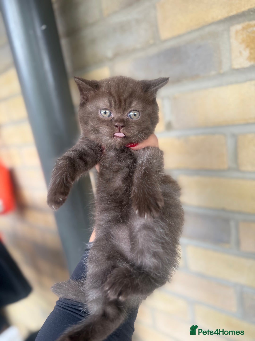British Shorthair cats for sale: British rainbow shorthair kittens - Image 11