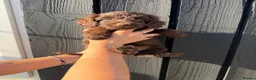 Cockapoo dogs for sale: ✨Ready now ✨ F1B Cockapoo Puppies 4 Left  - Advert 8