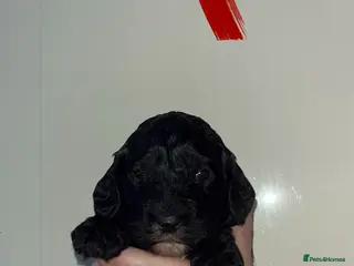 Cockapoo dogs 8 beautiful f1 toy cockerpoo - Advert 7