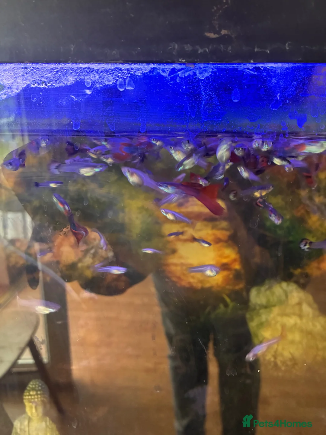 Live Bearers fish for sale: Guppy endlers  in Cheltenham - Advert 1