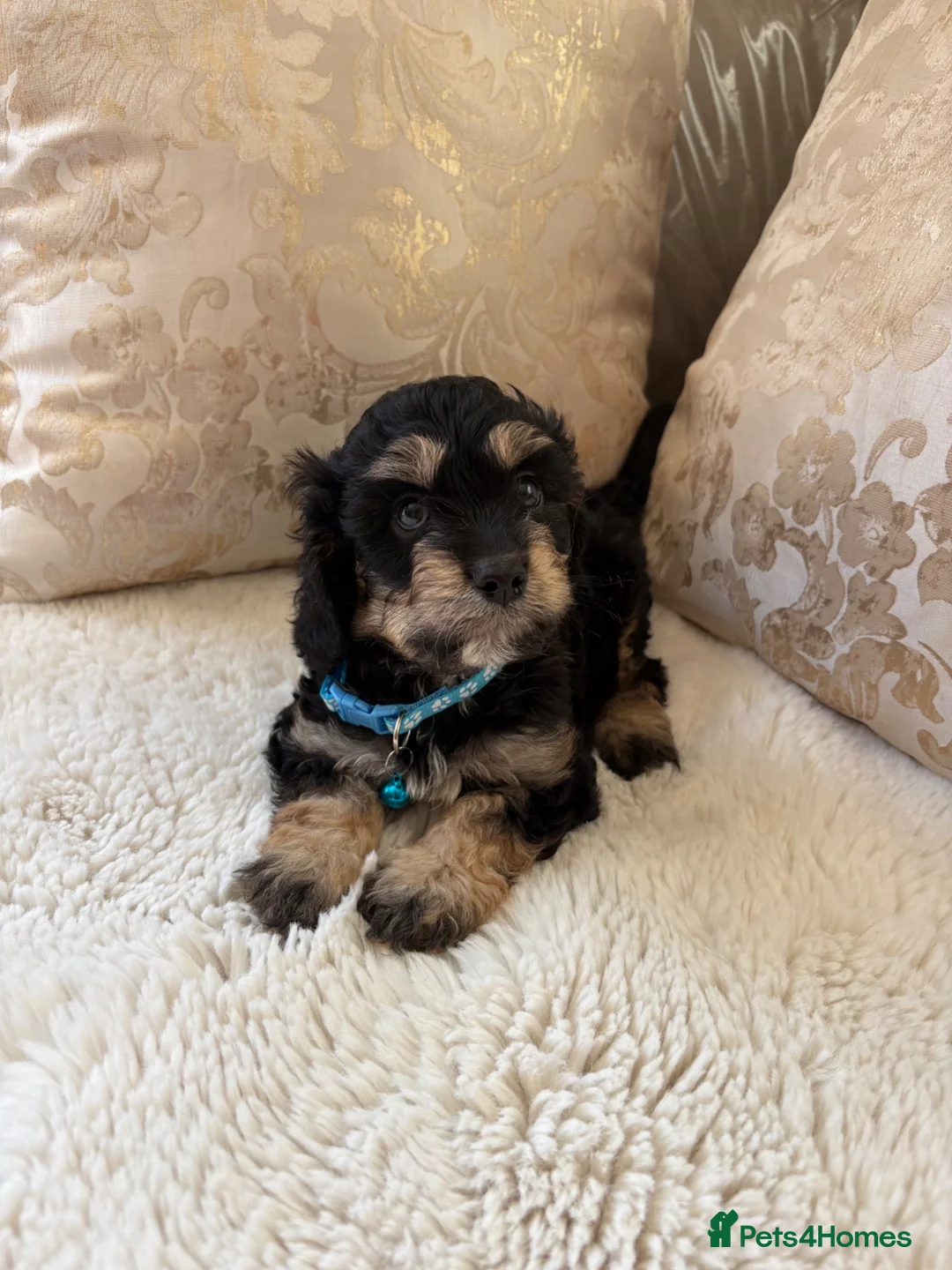 Cavapoo dogs for sale: 5 Gorgeous F1 Cavapoo puppies - Advert 2
