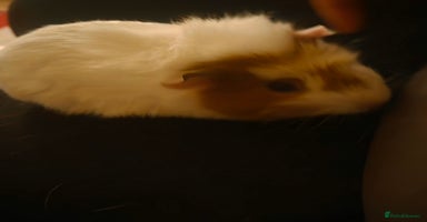 Guinea Pig rodents - Advert 11