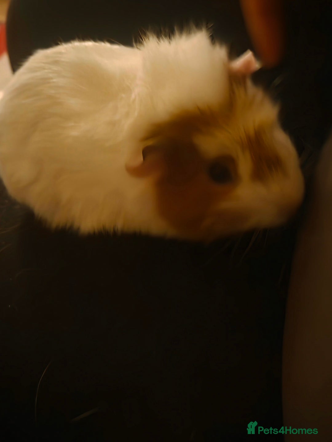 Guinea Pig rodents for sale: Baby female guinea pig - Image 3