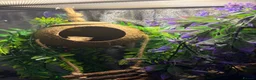 Gecko reptiles for sale: Crested gecko (ENCLOSURE AND EVERYTHING INCLUDED) in Leicester - Advert 6