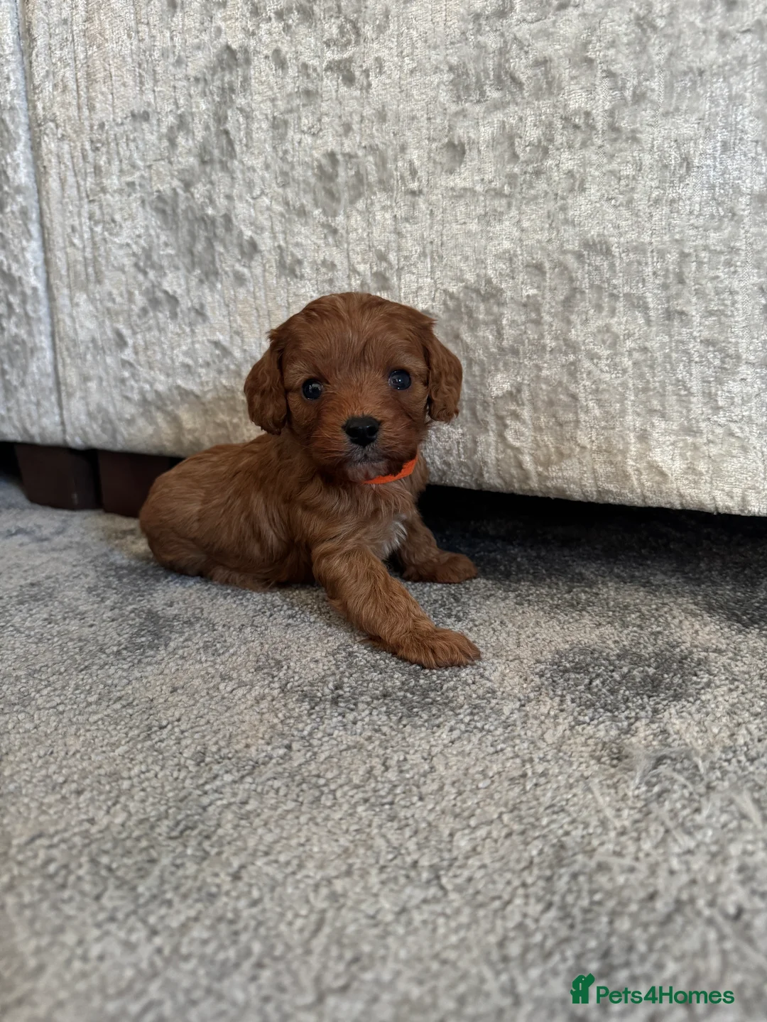 Cavapoo dogs for sale: Superb quality Cavapoo Puppies  - Advert 17
