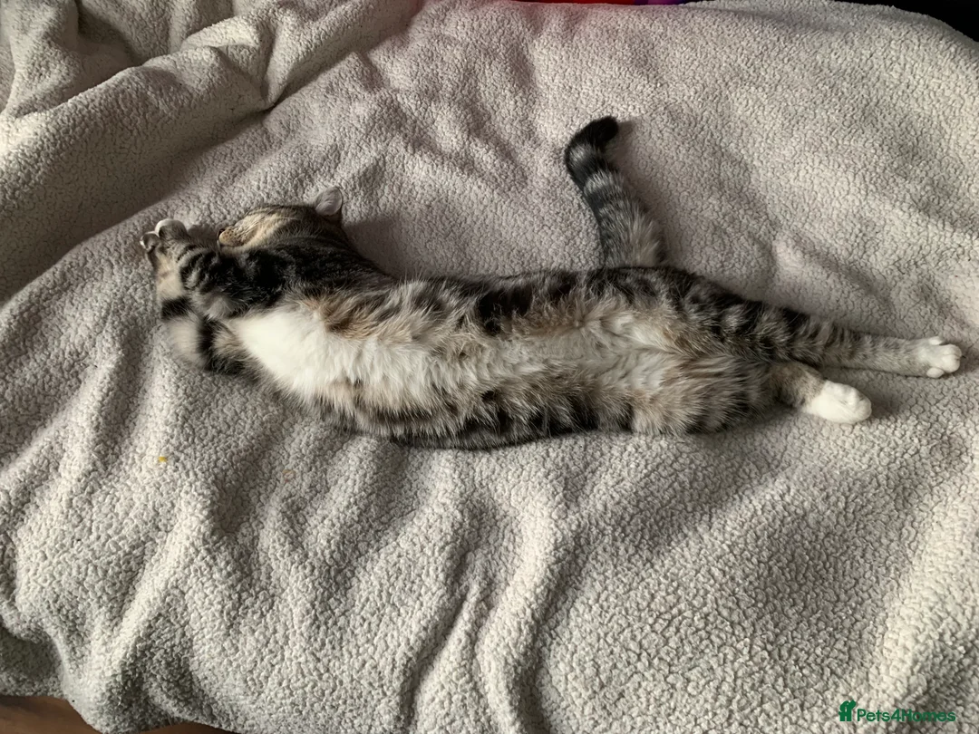 Mixed Breed cats for sale: Hunting cat  in Richmond - Advert 4