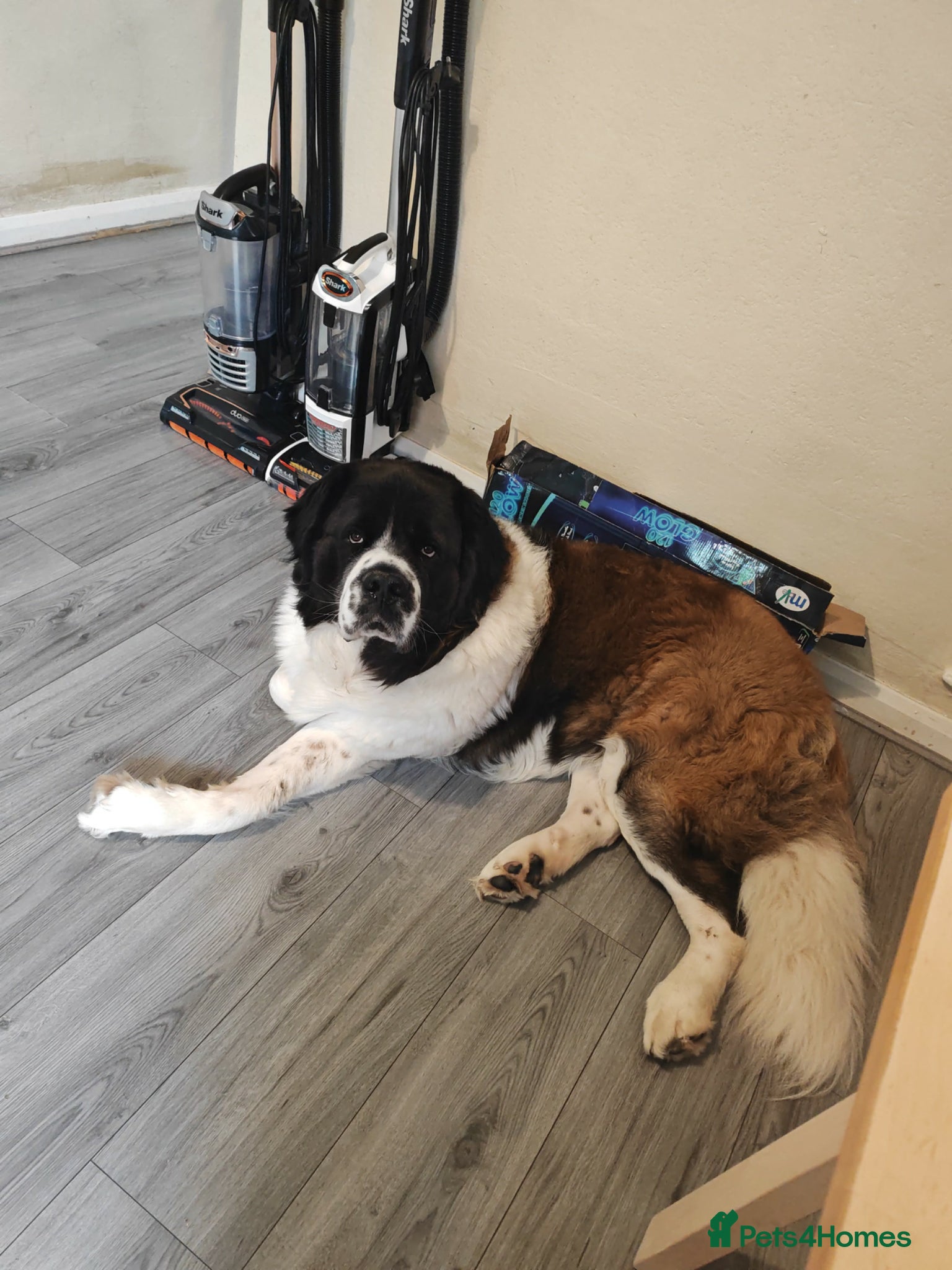 Saint Bernard dogs Saint Bernard male 2 years old  - Advert 4