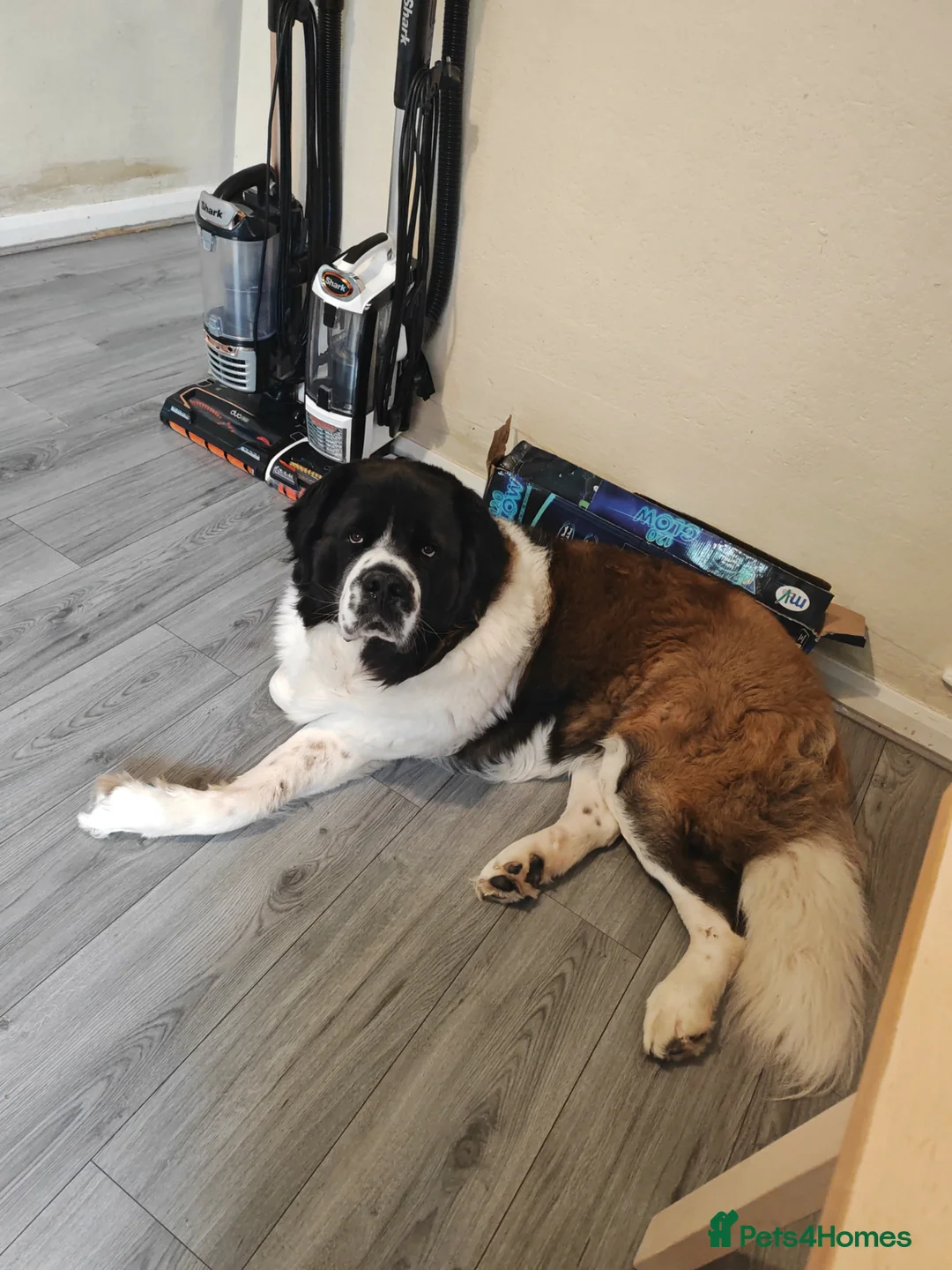 Saint Bernard dogs for sale: Saint Bernard male 2 years old  - Advert 1