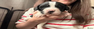 Puppy 1