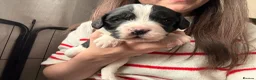 Cockerdor dogs for sale: Litter of Cockerdors  - Advert 19