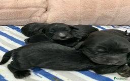 Cockapoo dogs for sale: F1b cockapoo puppies  Parents health tested - Image 7