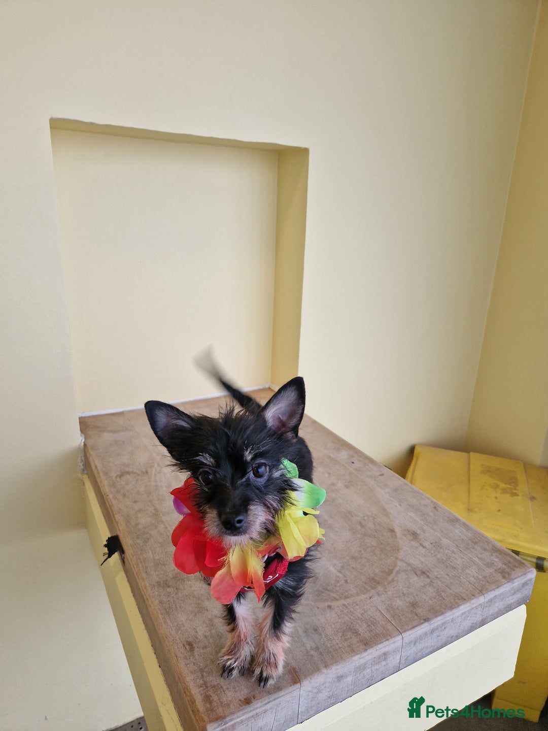 Chorkie dogs for sale: Chorkie called Angel - Advert 5