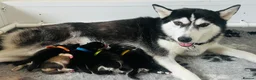 Pomsky dogs for sale: Stunning F3 Pomsky Puppies - Advert 22