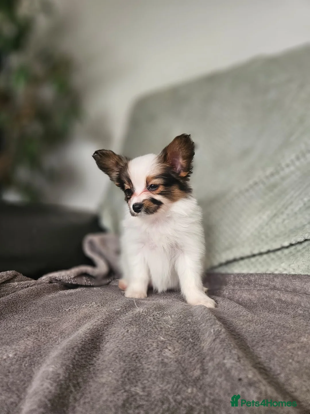 Papillon dogs for sale: Papillon puppy girls - Advert 11