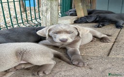 Labrador Retriever dogs for sale: KC Silver, Charcoal & Black Labs for sale - Image 16
