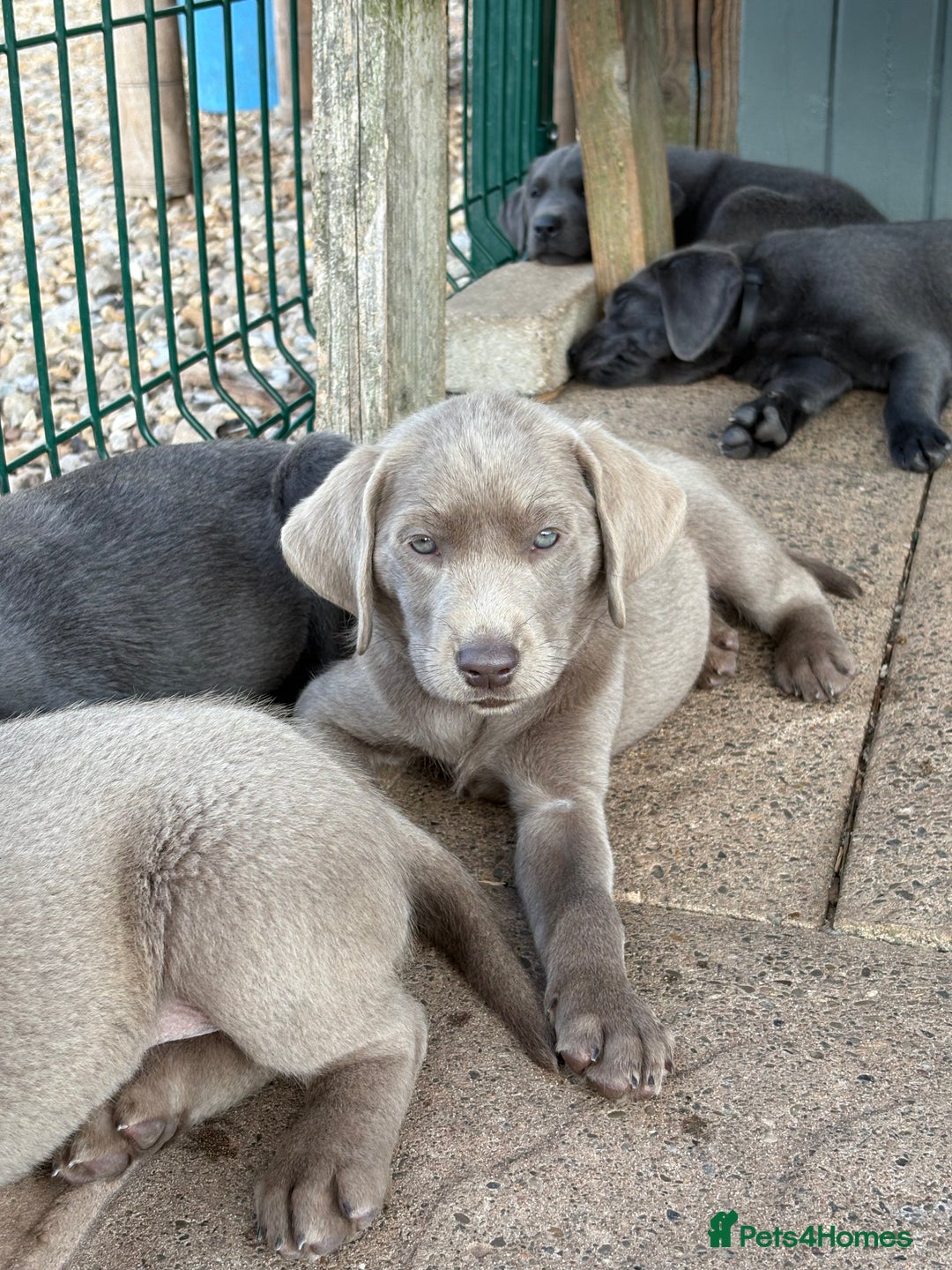 Labrador Retriever dogs for sale: KC Silver, Charcoal & Black Labs for sale - Image 16