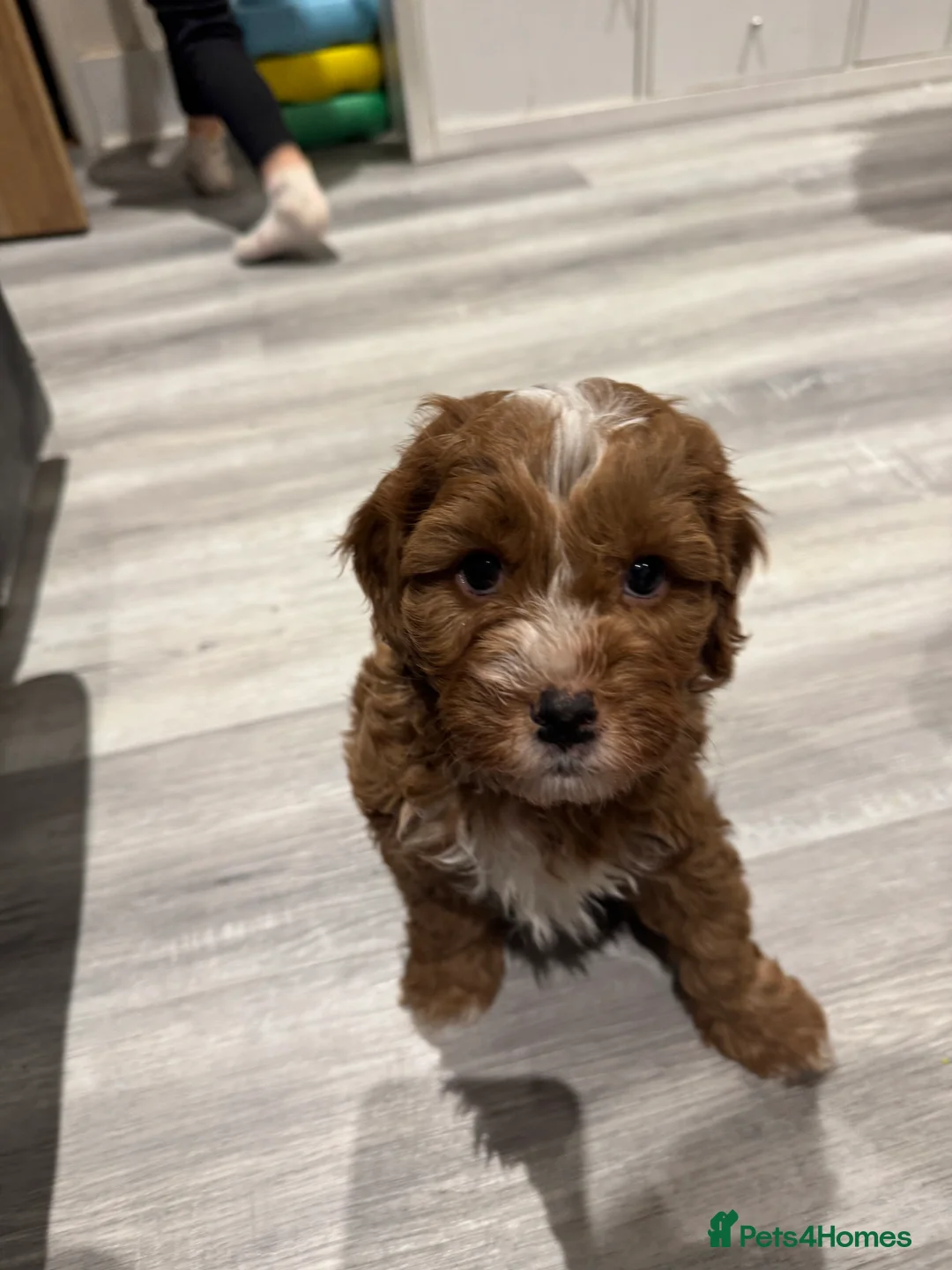 Cavapoo dogs for sale: Beautiful F1b Cavapoo Puppies – Ready Mid February - Advert 4