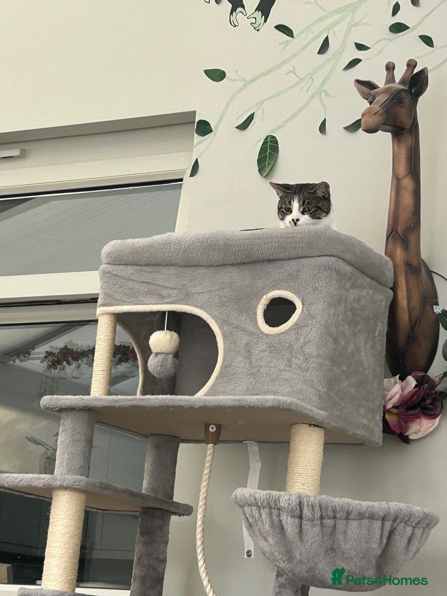 Mixed Breed cats Grey tabby - Advert 2