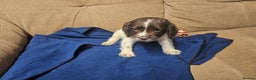 English Springer Spaniel dogs for sale: Working Springer Spaniel Pups L/w - Advert 10