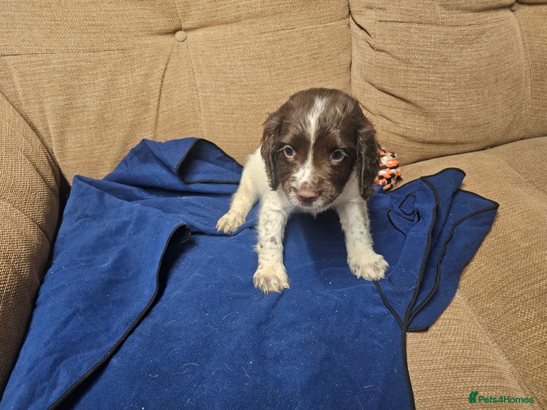 English Springer Spaniel dogs for sale: Working Springer Spaniel Pups L/w - Advert 10
