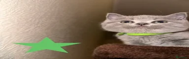British Shorthair Kitten (Lime green)