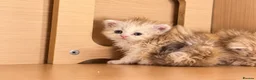 Selkirk Rex cats for sale: Beautiful litter of longhair Selkirk Rex kittens - Advert 15