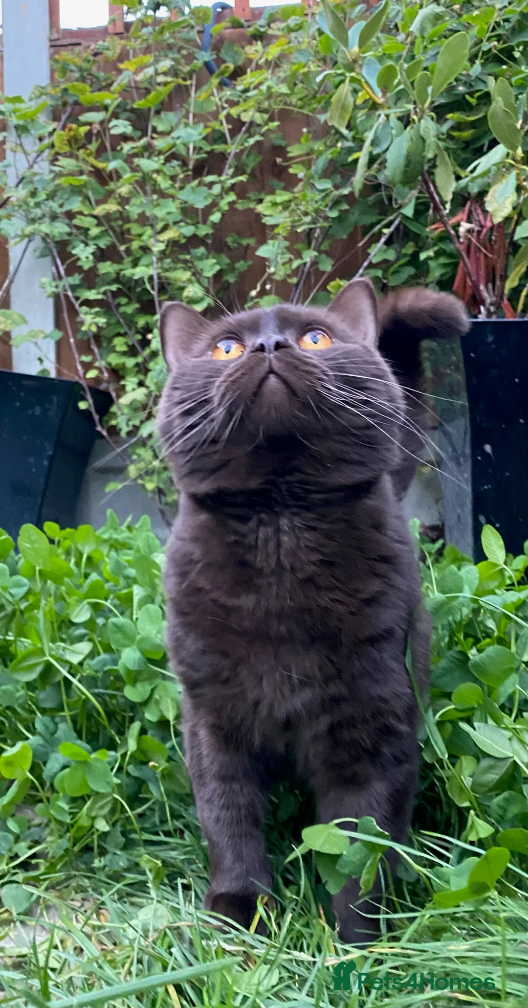 British Shorthair cats for stud: GCCF British Shorthair Blue&Chocolate Champions - Advert 13