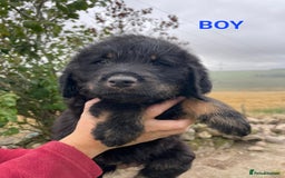 Mixed Breed dogs for sale: GORGEOUS ROTTLE PUPPIES - Image 4