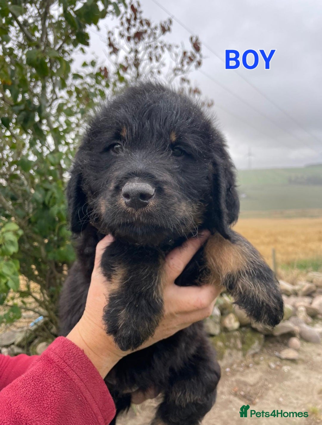 Mixed Breed dogs for sale: GORGEOUS ROTTLE PUPPIES - Image 4