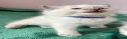 Ragdoll cats for sale: RAGDOLL kittens 3xBOYS, 3xGIRLS - Advert 36