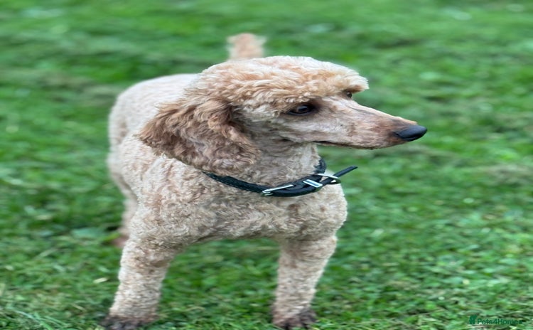 Miniature Poodle dogs - Advert 3