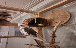 Cockatiels birds for sale:  Breeding Pair of Cockatiels  - Image 4