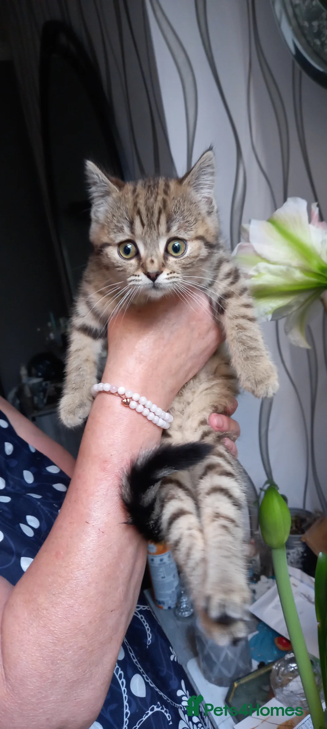 Mixed Breed cats for sale:  British shorthair X Siberian - Advert 5
