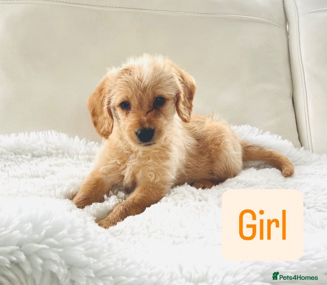 Labradoodle dogs for sale: Gorgeous F1 Labradoodle puppies  - Image 4