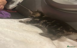 Mixed Breed cats for sale: 3 Beutiful kittens - Image 5