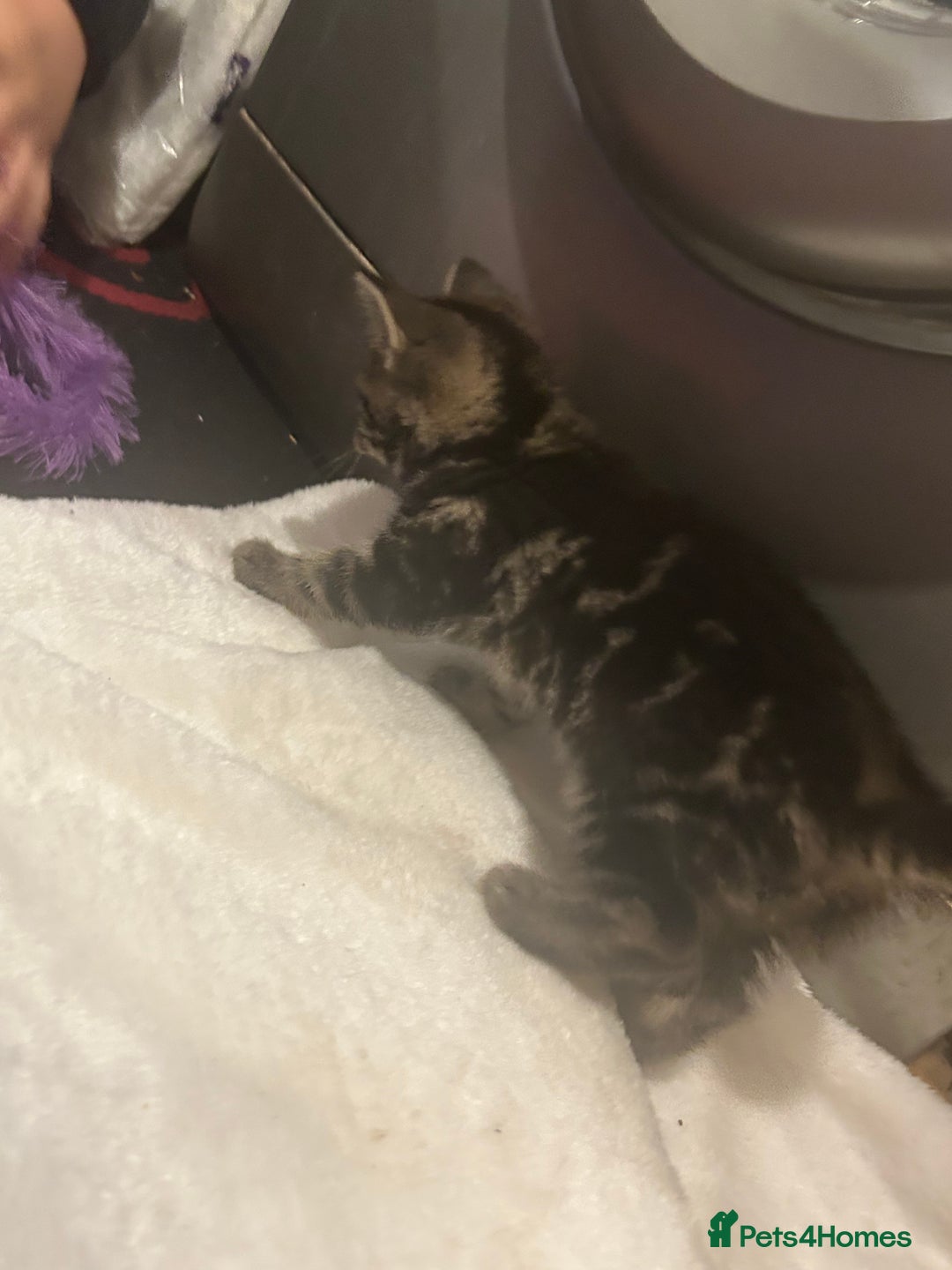 Mixed Breed cats for sale: 3 Beutiful kittens - Image 5