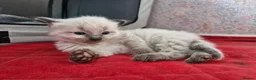 Mixed Breed cats for sale: ✨ Stunning Ragdoll x British Shorthair Kittens ✨ - Advert 17