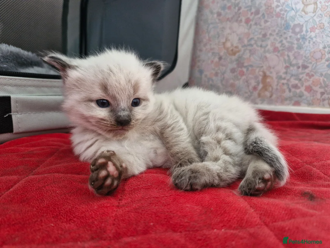 Mixed Breed cats for sale: ✨ Stunning Ragdoll x British Shorthair Kittens ✨ - Advert 17