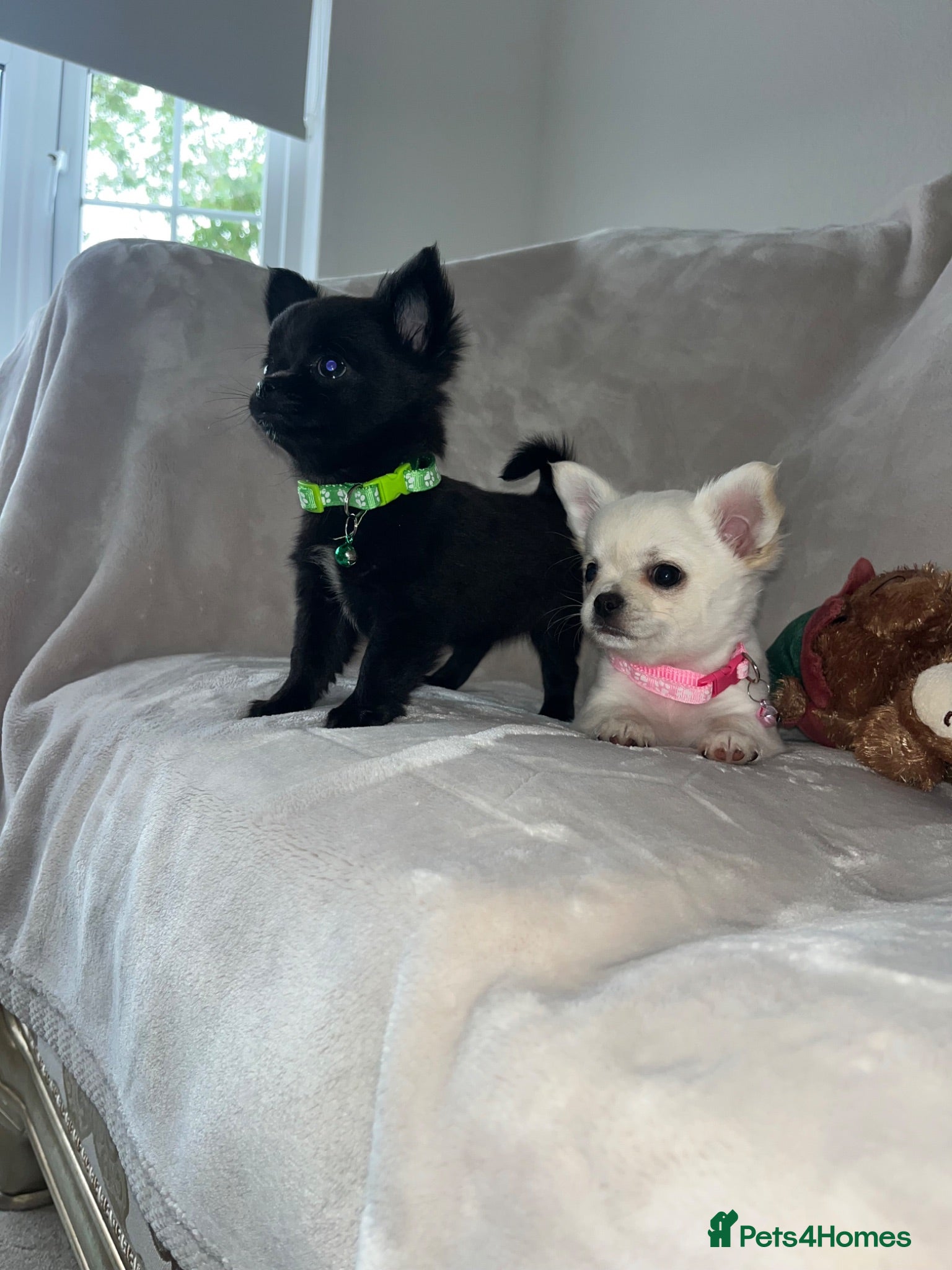 Chihuahua dogs Chihuahua puppies - Advert 2