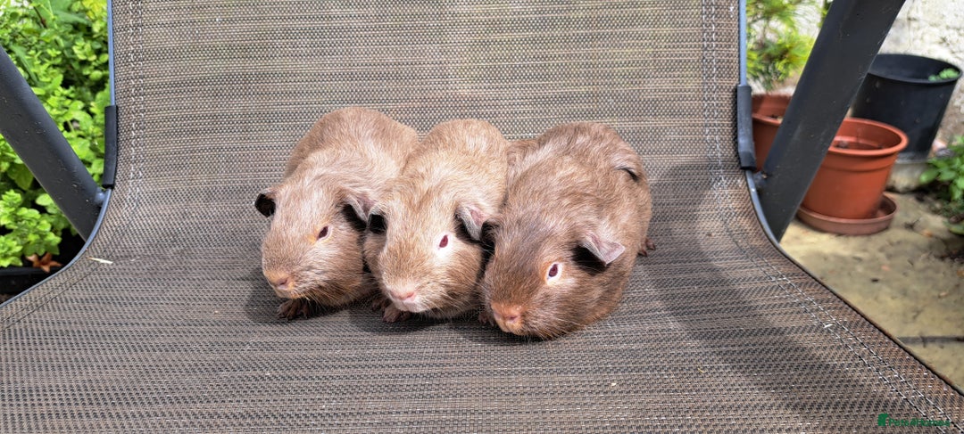 Guinea Pig rodents for sale: Baby boy guineas  - Image 3