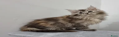 Silver tortie female 