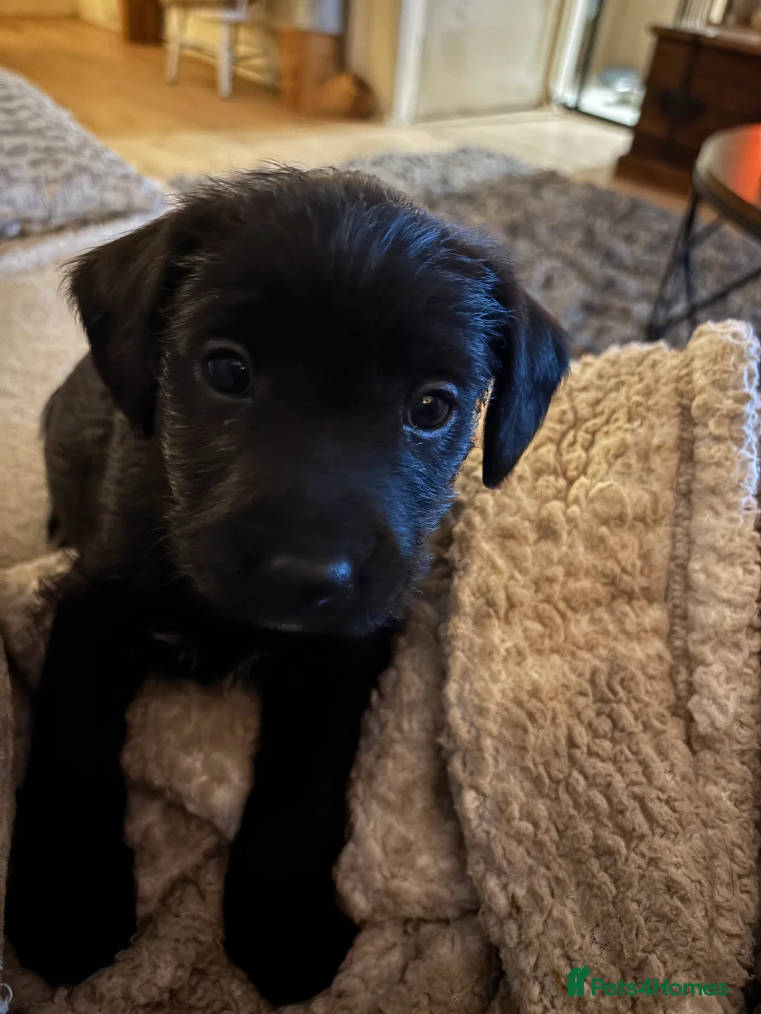 Mixed Breed dogs for sale: Gorgeous cockapoo cross staffy pups.  - Advert 6