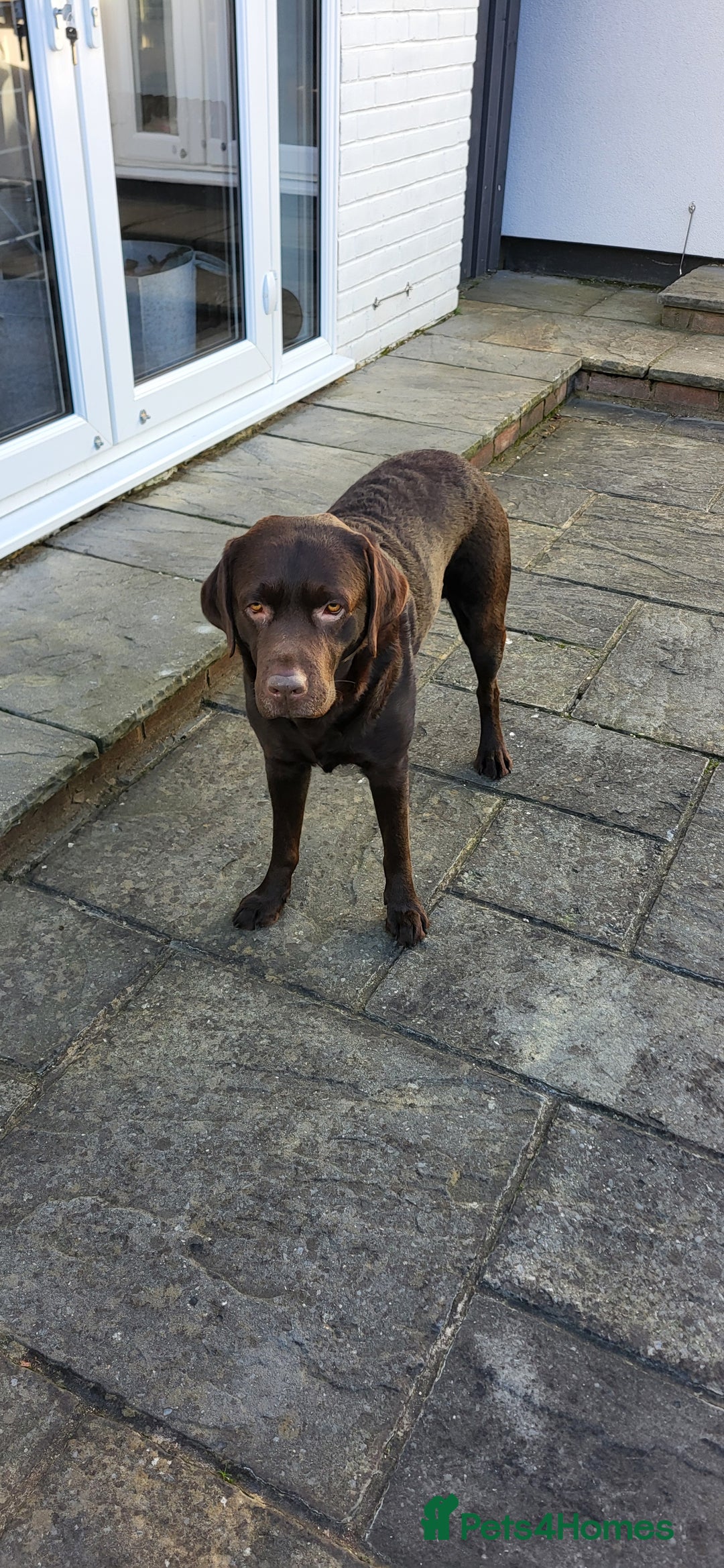 Labrador Retriever dogs for sale: Full Pedigree, KC Registered Choc Lab Retriever - Advert 3