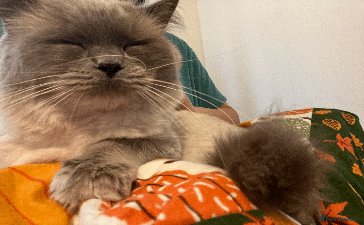 Ragdoll cats - Advert 10